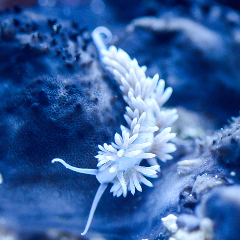 Berghia Nudibranch